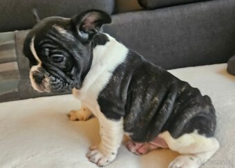 Francouzský buldoček - 6