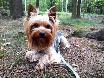 Yorkšírský teriér krytí, připuštění - 6