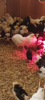 Prodám násadove vejce - 6