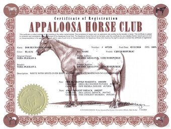 Appaloosa roční klisna - HOMOZYGOT na černou a LP - 6