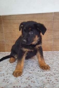 Německý ovčák- štěňata s průkazem původu REX a vlkošedá - 6
