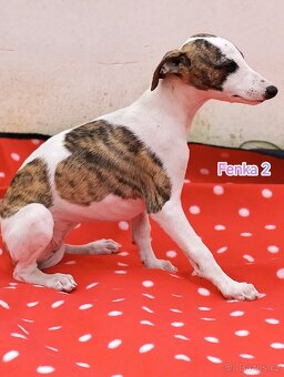 Whippet s PP - 6