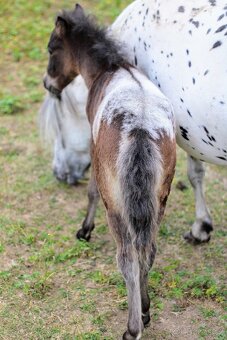 Elegantní minihorse - miniappaloosa hřebeček - 6