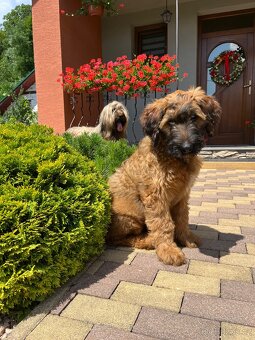 Briard s PP - 6