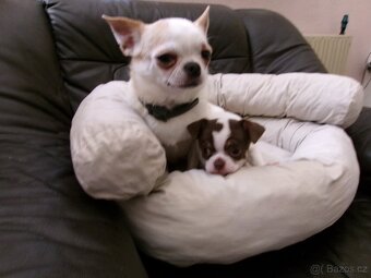 ČIVAVA - KRÁTKOSRSTÁ - PEJSEK - 6