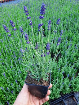 PRODEJ LEVANDULE – SAZENICE PRO FARMY I ZAHRADY - 6