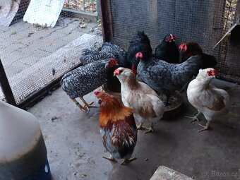 Zdrobnělé Araukany pšeničné - 6