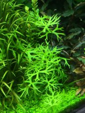 Čerstvé akvarijní rostliny – Výhodné ceny a odborné tipy - 6