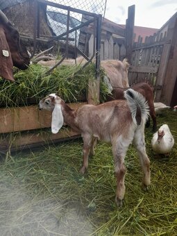Anglonubijská koza s POP ,dotace - 6