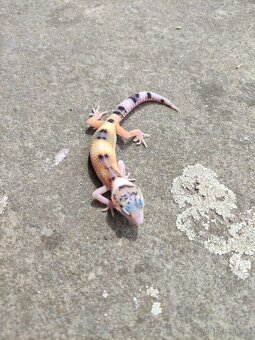 gekončík noční, terárium - 6