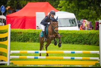 Klisna do sportu a chovu - 6