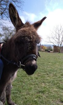 Prodám oslíka - 6