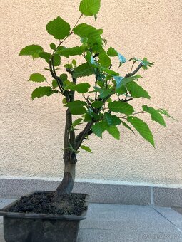 Bonsai, Bonsaj, jamadori, habr - 6