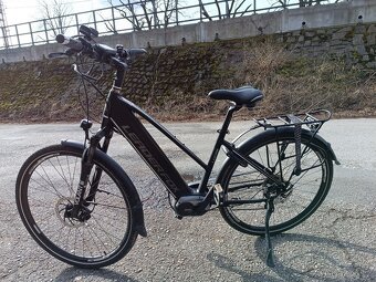 Leader Fox-Lucas Lady - 6