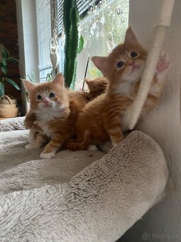 Mainská mývalí - 6