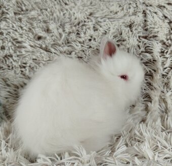 Zakrslý králíček, králík-(TEDDY)-HERBERT A HEIDY - 6