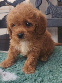 Cavapoo pudl kavalir - 6