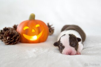 Miniaturní americký ovčák s PP - 6