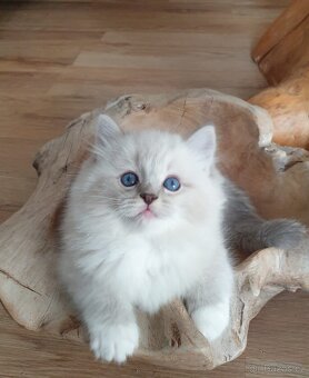 Ragdoll kocourek s PP, blue lynx mitted. - 6