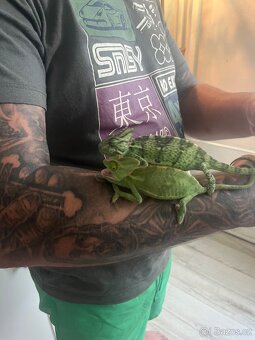 Chameleon jemenský - 6
