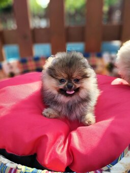 Pomeranian s PP - 6