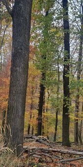 Prodej lesa 6255 m² Žlutava - 6