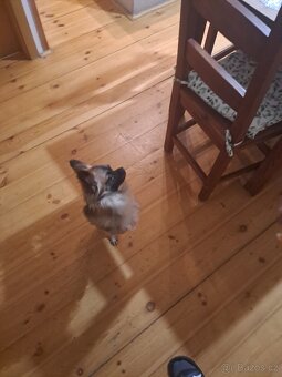 Čivava krizena s joksirem - 6