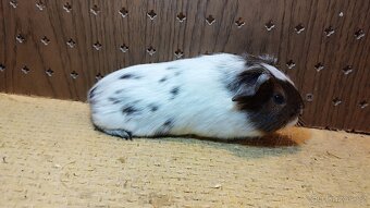 Morčata , morče hladké - 6