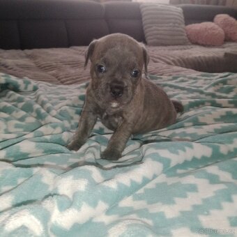 Stafordšírský bulteriér - 6