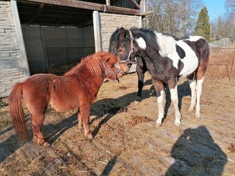 Mini pony, American Miniature Horse s PP-valášek - 6