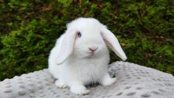 Zakrslý beránek, králíček, králík - TYMIÁN - 6