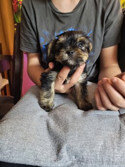 Jorkšírský teriér štěňátko pejsek - 6