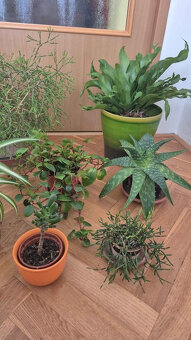 pokojové květiny- Brno - 6