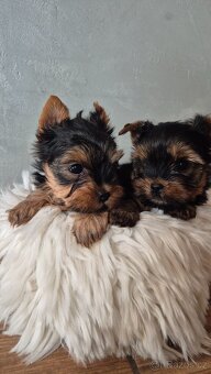 Jorkšírský terier, štěňátka s PP FCI - 6