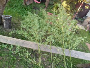 Bambus poslední velký trs, Phyllostachys bissetii, Praha 9 - 6
