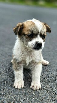 Jack russel a jezevčik kříženci - 6