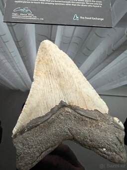 Megalodon - 6