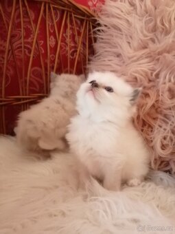 Ragdoll - 6