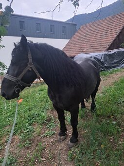 Predám žrebca - 6