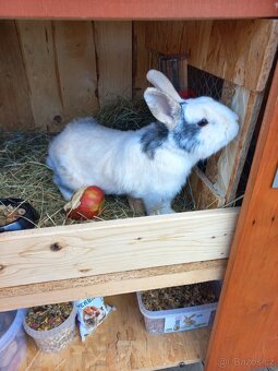 Daruji polozakrslého králíka - 6