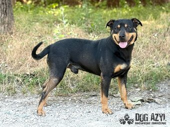 Dobrák Mayo hledá domov - 6