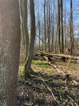 Prodám pozemky v k.ú. Starý Ples - 6