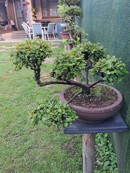 Bonsaj  bonsai Skalnik - 6