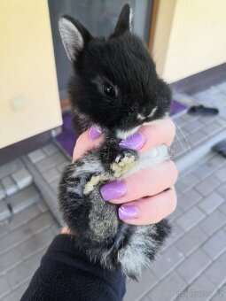 Zakrslý králík bílopesíkatý černý (samička, sameček) - 6