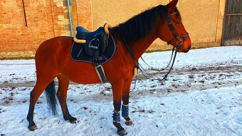 Prodan Valacha - 6