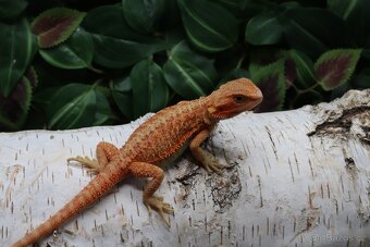 Agama vousatá - Coral mláďata - 6