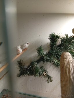 Amadina gouldova, astrild, amada, drobotina - 6