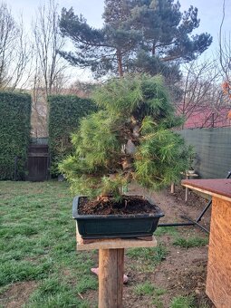 Bonsai Borovice - 6