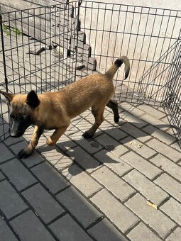 Belgický ovčák Malinois - 6
