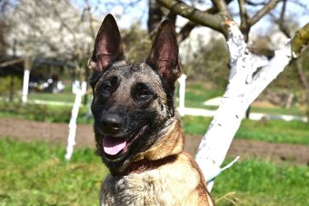 Malinoiska Naomi hledá domov - 6